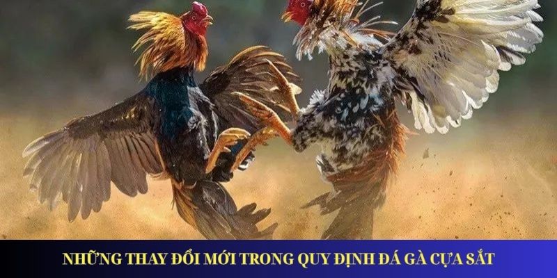 Đá Gà Cựa Sắt - Xu Hướng Giải Trí Được Ưa Chuộng Nhất 2026 Những thay đổi mới trong quy định đá gà cựa sắt